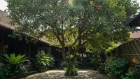 7 Pohon Buah Peneduh Rumah yang Jarang Didatangi Hewan Pengganggu, Aman di Halaman