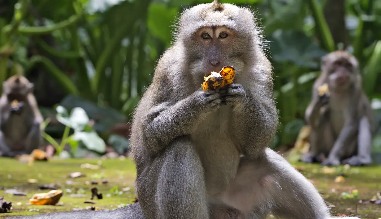 Kera memakan pisang selama waktu makan di Sangeh Monkey Forest, Bali, pada 1 September 2021. Monyet-monyet di Sangeh Monkey Forest mulai mendatangi pemukiman warga, karena wisatawan yang biasanya memberi mereka makanan tidak kunjung terlihat selama pandemi. (AP/Firdia Lisnawati)