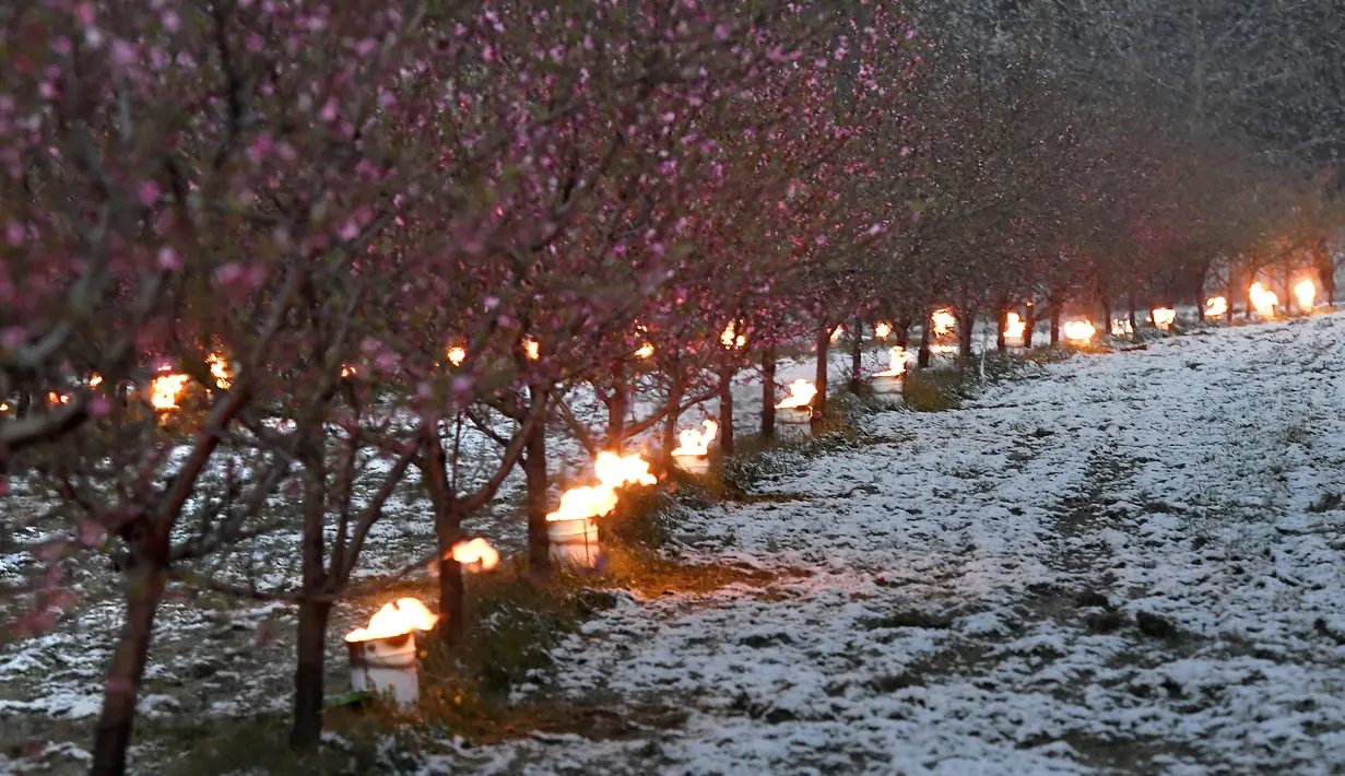 Lilin antiembun beku menyala untuk melindungi pohon dari embun beku di sebuah kebun karena suhu diperkirakan akan turun di bawah nol derajat celcius dalam beberapa hari ke depan di Westhoffen, Prancis, 6 April 2021. (Frederick FLORIN/AFP)