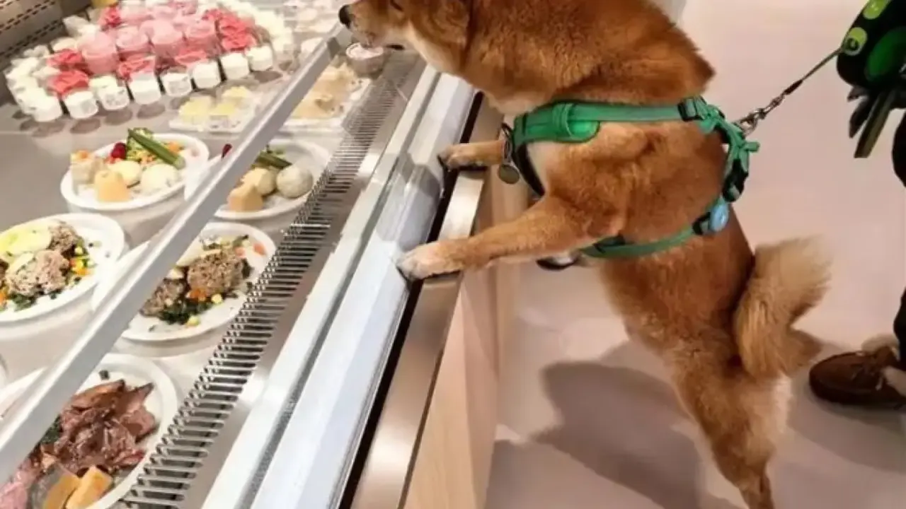 Restoran Mewah Makanan Khusus Anjing