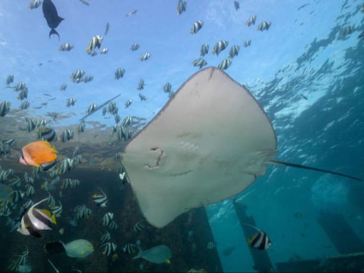 Pari Manta Raksasa dengan Otak Terbesar