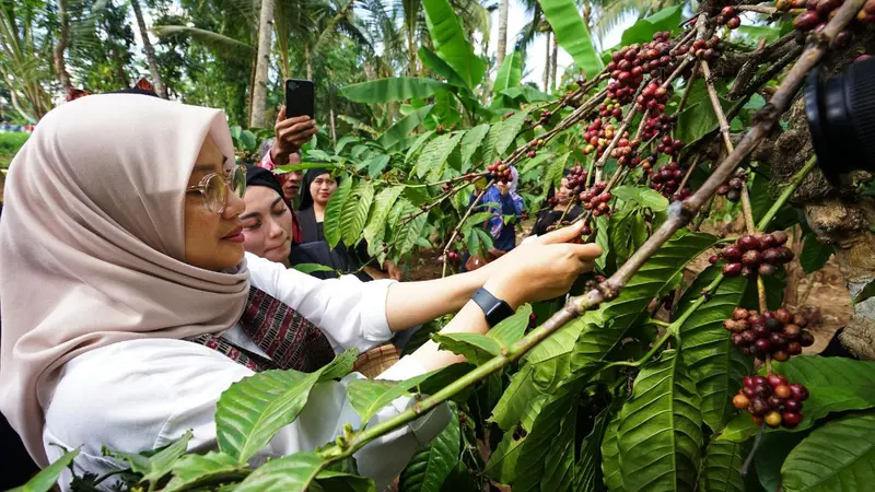 Bupati Banyuwangi Ipuk Fiestiandani  ikut memetik kopi di area perkebunan Gombesngsari (Istimewa)