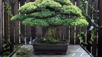 Selamat dari Bom Hiroshima, Bonsai Ini Kini Usianya 391 Tahun