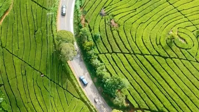 Perkebunan Teh Rancabali