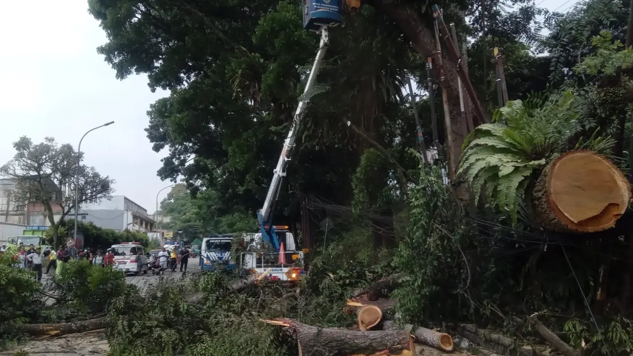 Insiden pohon tumbang di Jalan Raya Bogor-Sukabumi Desa Bitung Sari, Kecamatan Ciawi, Kabupaten Bogor. (Liputan6.com/Achmad Sudarno)
