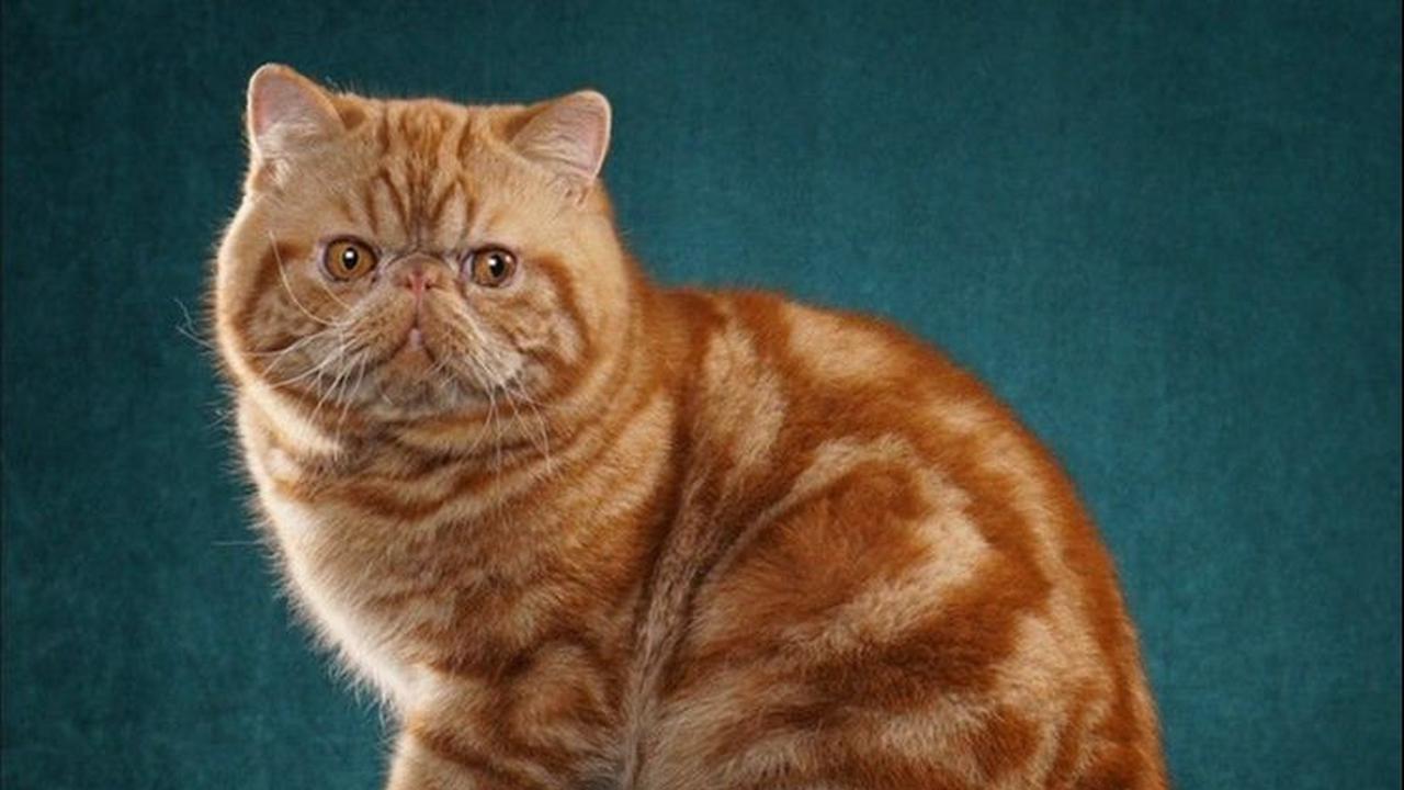 Nama Kucing Jantan<br>
