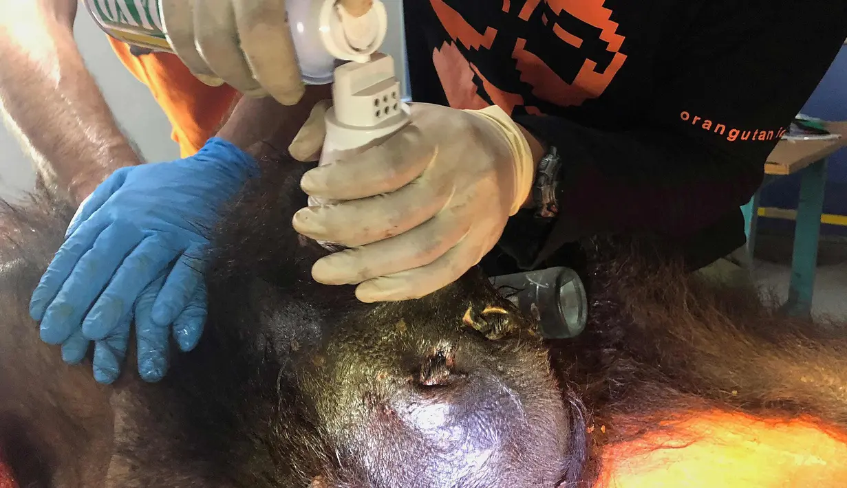 Seorang aktivis COP menggunakan alat bantu pernapasan berusaha menyelamatkan Orangutan di Bontang, Kalimantan Timur (7/2). Orangutan tersebut ditemukan di Desa Teluk Pandan, Kabupaten Kutai Timur, Kalimantan Timur. (AFP/Center For Orangutan Protection)