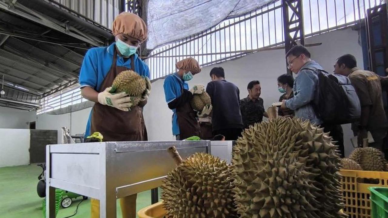 Untung 3 Kali Lipat! Indonesia Genjot Ekspor Durian Langsung ke China, Lewati Thailand dan Malaysia