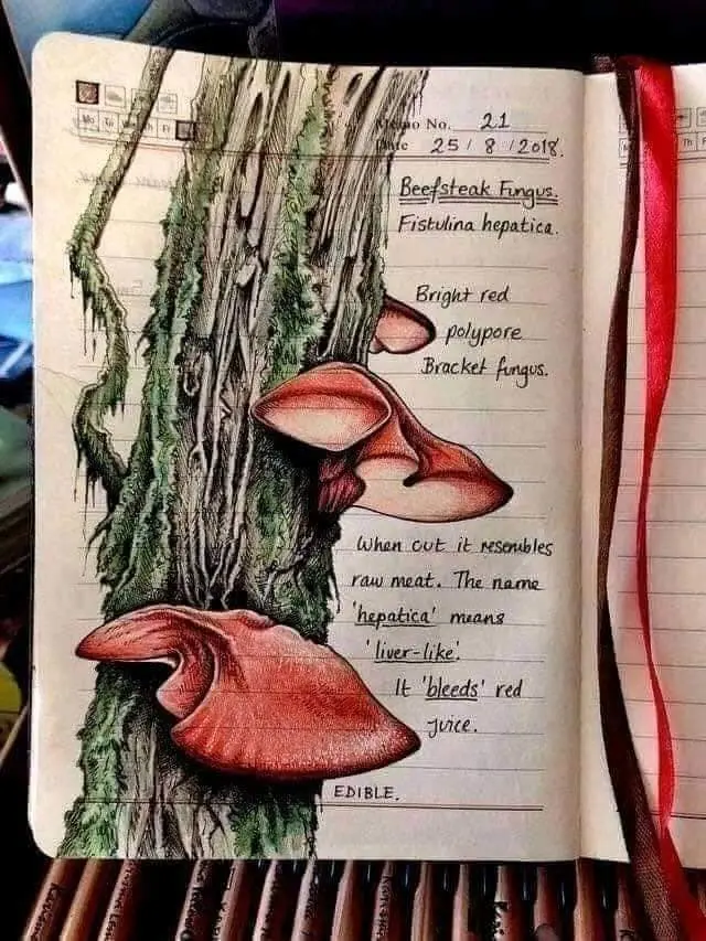 Wanita Ini Tunjukkan Gambar di Buku Tulis Biologinya Bak Ensiklopedia, Bikin Takjub