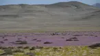 Bunga-bunga bermekaran di gurun Atacama, utara Santiago, Chile, Rabu (13/10/2021). Pada musim hujan yang sangat lebat, fenomena alam yang dikenal sebagai gurun yang berbunga terjadi, membuat benih dari 200 tanaman gurun tiba-tiba berkecambah sekitar dua bulan setelah hujan. (MARTIN BERNETTI/AFP)