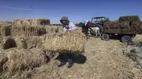 Seorang petani mengambil bagian dalam panen gandum tahunan di sebuah ladang di Rafah, Jalur Gaza, Palestina, Minggu (8/5/2022). (SAID KHATIB/AFP)