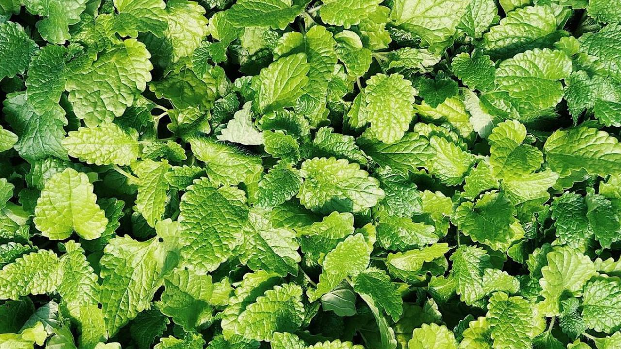 Mengenal Spearmint