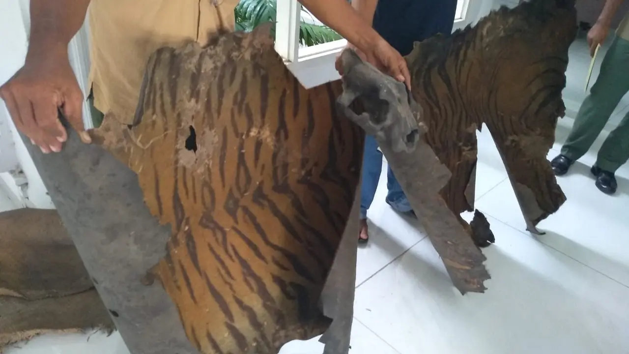 Jual Beli Kulit Harimau Sumatra
