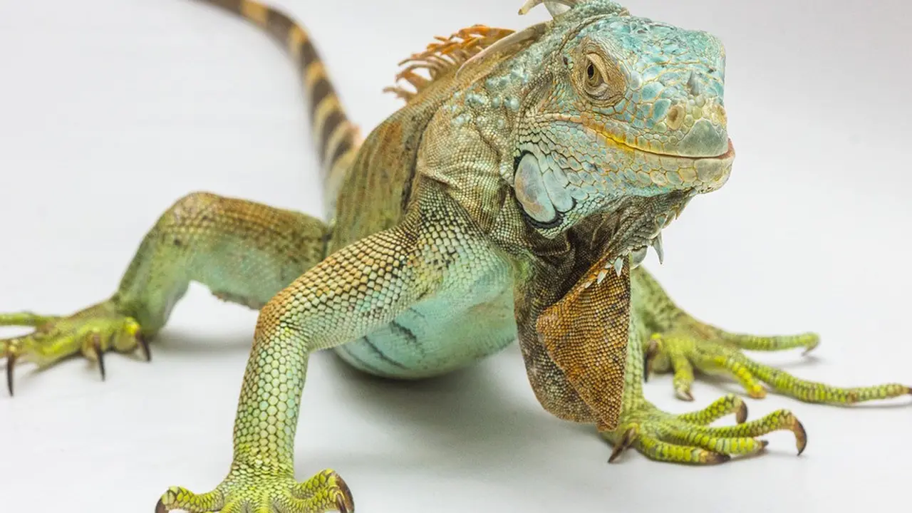 Iguana (Foto: pixabay.com)