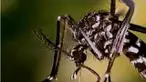 Virus ini menyebabkan bayi lahir dengan kondisi anomali, bentuk kepala kecil dan otak tidak bisa berkembang baik.