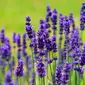 Banyak yang berpikir bunga lavender sulit ditanam, padahal hanya butuh sedikit perawatan.