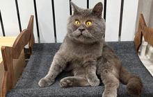 Unik, Kucing Ini Jadi Selebgram Karena Punya Wajah Seperti Karakter Kartun