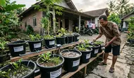 7 Cara Budidaya Belut di Ember untuk Pemula yang Mudah, Peluang Usaha Rumahan