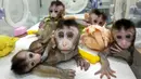 Lima monyet yang dikloning di sebuah lembaga penelitian di Shanghai, 24 Januari 2019. Mereka dikembangbiakkan secara khusus untuk menciptakan populasi hewan yang sakit untuk digunakan dalam tes laboratorium. (HO/CHINESE ACADEMY OF SCIENCES INST/AFP)