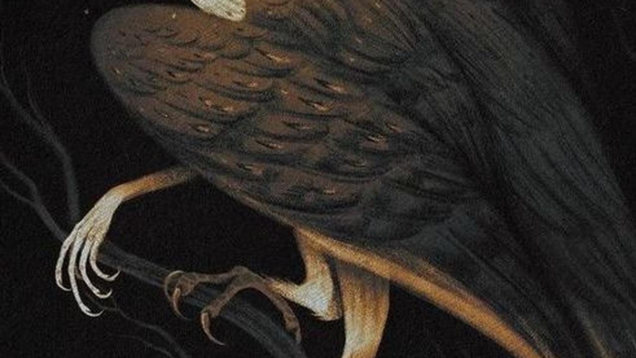 <b>La Lechuza, Makhluk Setengah Burung</b><br>