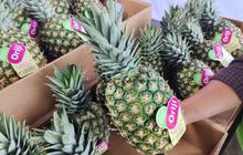Neraca Perdagangan Lampung Melonjak Tajam, Surplus Capai 480,50 Juta Dolar AS di Oktober 2025