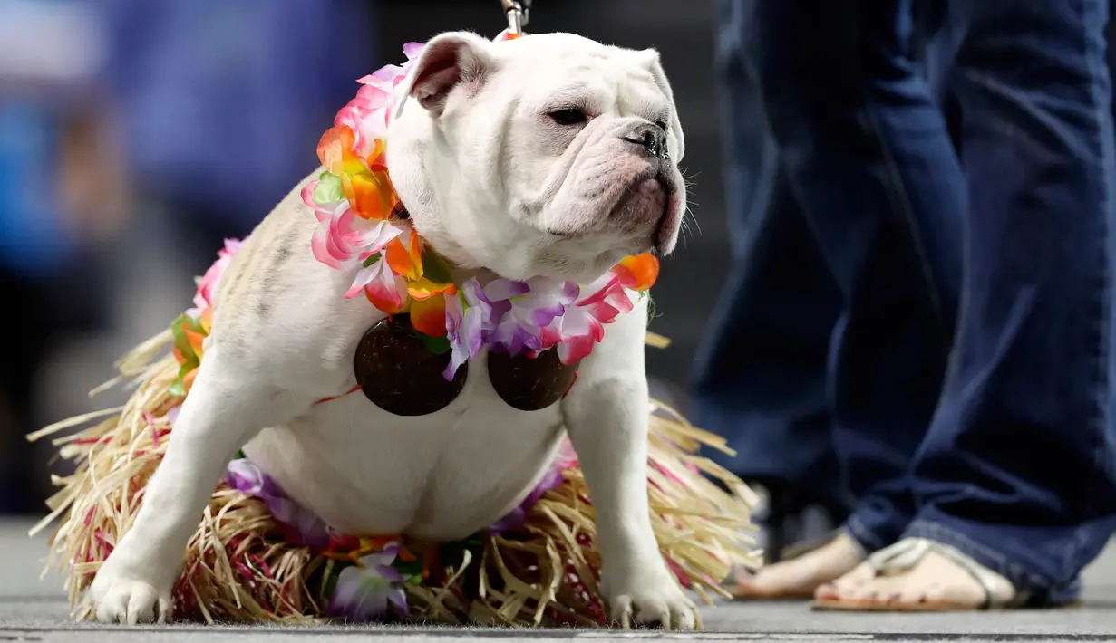 Bulldog bernama Macy duduk diatas panggung dengan mengenakan kostum saat mengikuti kontes Drake Relays Beautiful Bulldog ke-38 di Des Moines, Iowa (23/4). Dalam kontes ini bulldog mengenakan aneka kostum yang unk. (AP Photo / Charlie Neibergall)