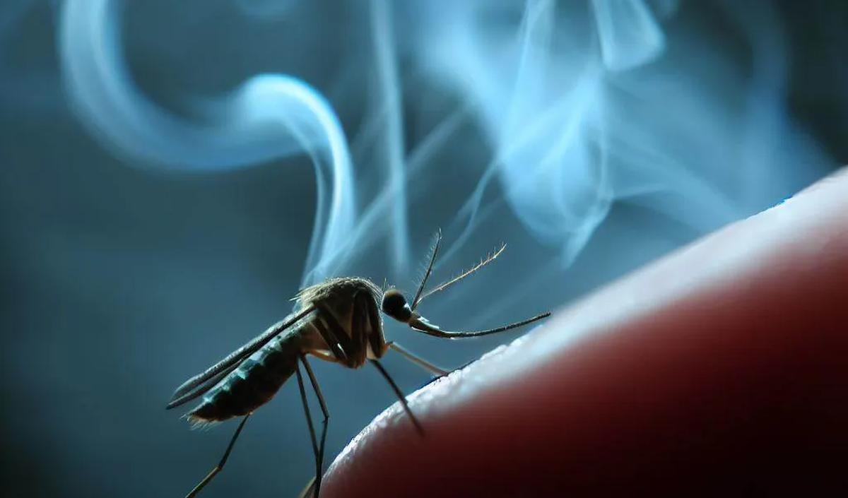 Metode Penerapan Nyamuk Wolbachia<br>