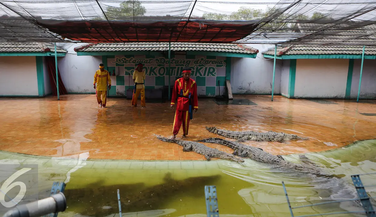 Para pawang buaya bersiap beratraksi bersama buaya di di Taman Wisata Buaya, Cibarusah, Jawa Barat, Minggu (26/7/2015). Atraksi berlangsung pada hari Minggu mulai dari pukul 11:00 dan 14:00. (Liputan6.com/Faizal Fanani)