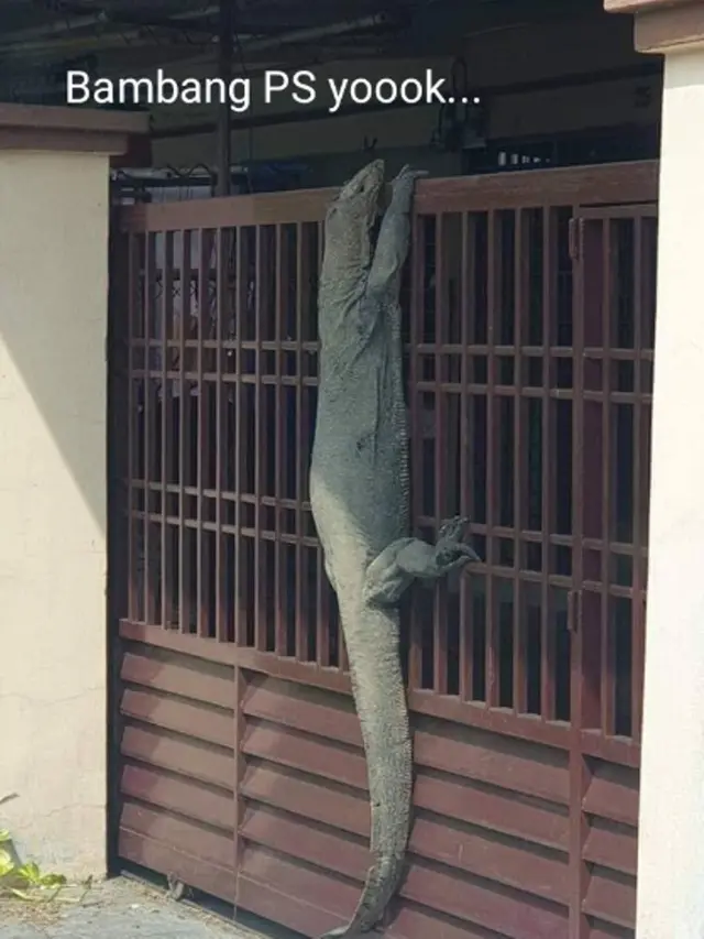 8 Meme Kocak Biawak Raksasa Memanjat Pagar Rumah