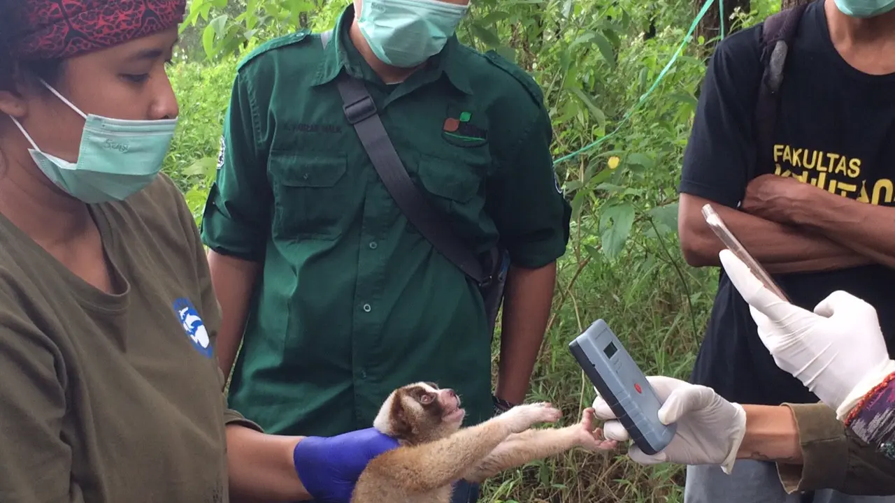 Perjalanan Kukang Jawa Korban Perdagangan Liar ke Gunung Ciremai