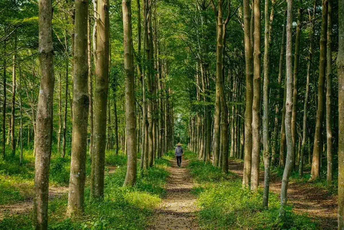 Kisah Pria Jepang Lakukan Ritual Unik BAB di Hutan Selama 50 Tahun