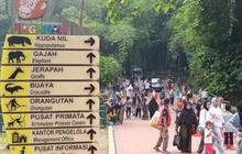 Antusiasme Warga Meningkat, Ragunan & Kota Tua Kebanjiran Puluhan Ribu Pengunjung saat Libur Imlek