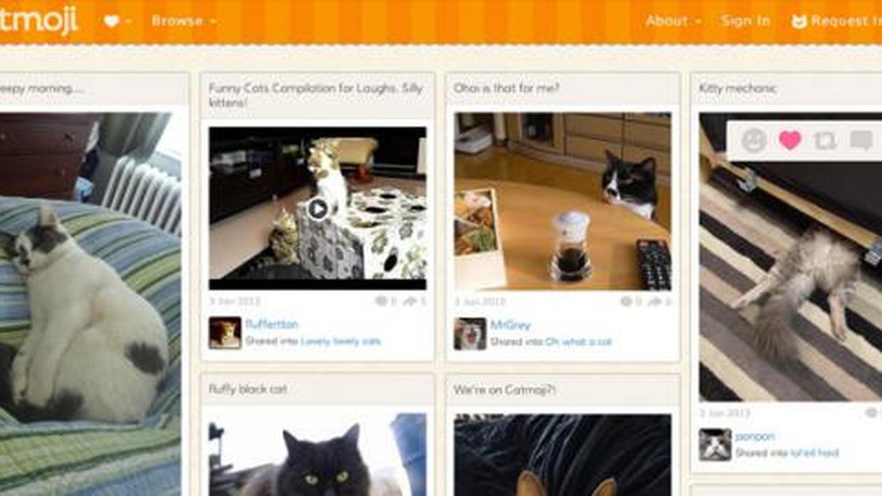 Ini dia, jejaring sosialnya para kucing!