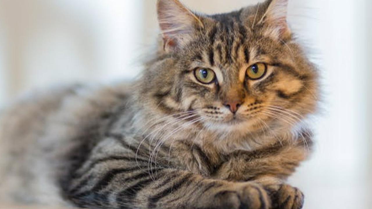 Tips Membuat Kucing Tetap Nyaman di Rumah Sendirian ketika Ditinggal Liburan
