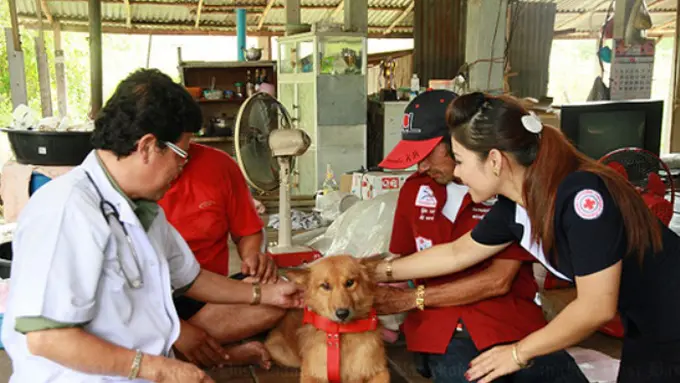 Inspiratif, Anjing Selamatkan Bayi yang Dibuang di Tempat Sampah