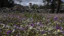 Bunga-bunga tumbuh di depan Kuil Zeus dibangun pada pertengahan abad ke-5 SM di Olympia, tempat penyelenggaraan Olimpiade Yunani Kuno, Senin (23/3/2021). Yunani membuka kembali situs-situs kuno secara nasional untuk memulai lagi musim pariwisata pada pertengahan Mei. (AP Photo/Petros Giannakouris)