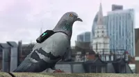 Patroli Merpati Dikerahkan untuk Pantau Langit Kota London