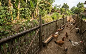 17 Cara Ternak Ayam Kampung Tanpa Membeli Kandang, Cocok untuk Pemula dengan Modal Terbatas