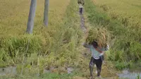Panen padi di Grobogan melimpah, namun petani meradang karena harga jual yang rendah. (Liputan6.com/Felek Wahyu).