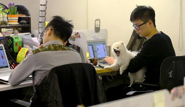 Karyawan dan hewan peliharaan mereka | Photo: Copyright yahoo.com 