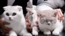 Keempat kucing kesayangannya tampil begitu menggemaskan.  [Foto: Instagram/ JessicaJane99]