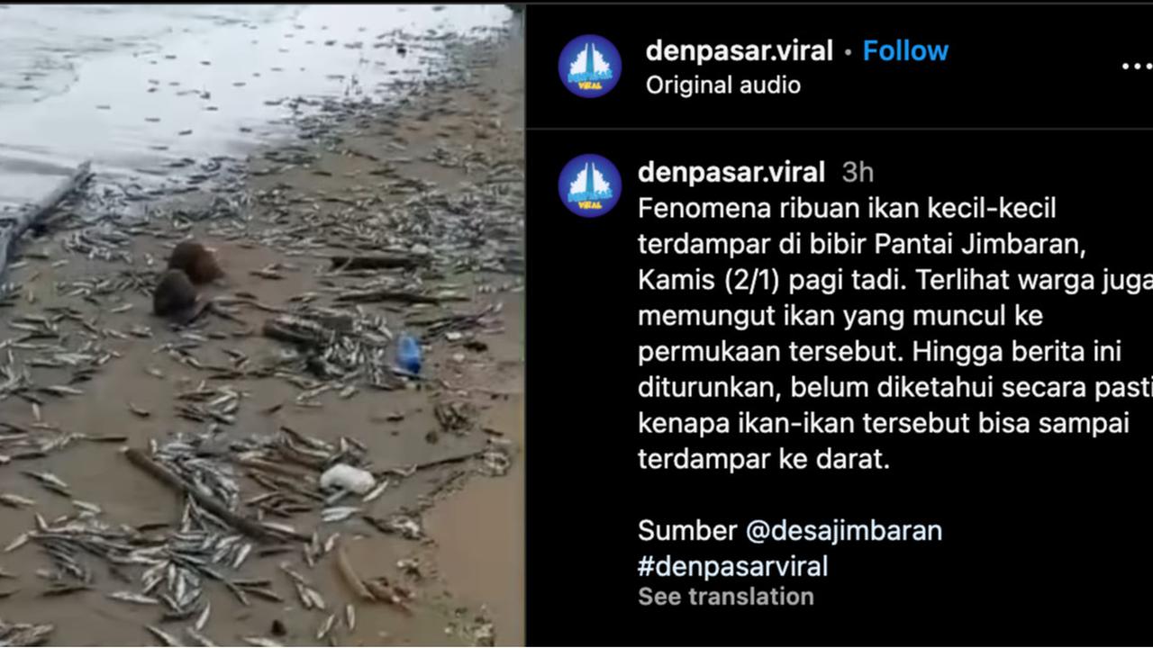 Viral Ribuan Ikan Mati Terdampar di Pantai Jimbaran, Ini 4 Faktor Diduga Jadi Penyebabnya