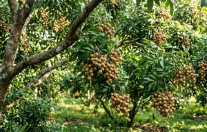 15 Tanaman Buah yang Cocok Dijadikan Warisan Hidup, Bisa Dinikmati Generasi Berikutnya