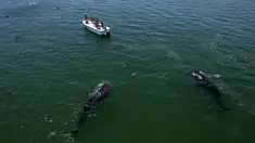 Pemandangan udara hiu paus (Rhincodon Typu) berenang di dekat perahu berisi pengunjung di Laut Cortez di Bahia de los Angeles, negara bagian Baja California, Meksiko pada 17 Juli 2021. Musim penampakan hiu paus di Bahia de los Angeles berlangsung dari Juli hingga November. (Guillermo Arias/AFP)