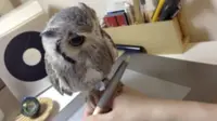 Lucunya Burung Hantu Ini Temani Sang Pemilik Menggambar 