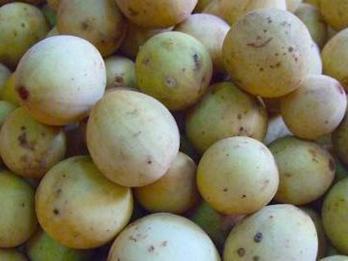 Dosis Makan Buah Duku