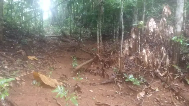 Tanggul penahan air tambang milik PT CNI Kolaka, jebol menyebabkan lumpur menyasar tanaman di kebun warga.(Liputan6.com/Foto Dokumen warga Desa Punre Waru)