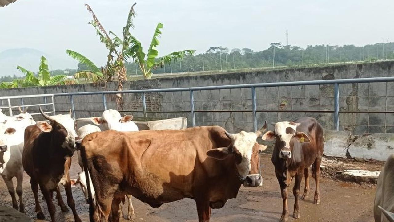 Stok Daging Sapi Lebak Jelang Natal dan Tahun Baru 2026 Dipastikan Aman dan Stabil