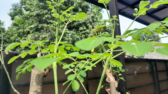 Daun Kelor