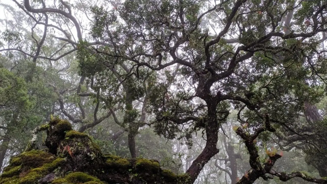 Hutan Bonsai Fatumnasi, salah satu objek wisata di Kabupaten TTS, Nusa Tenggara Timur. (Foto: Liputan6.com/Ola Keda)